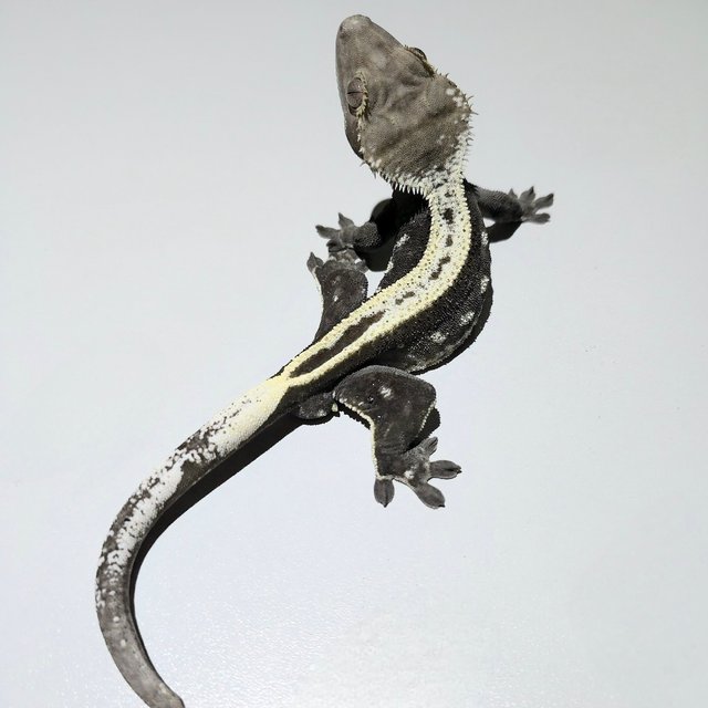 Axanthic