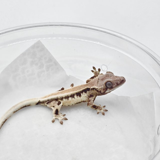 릴리 세이블 솔리드백