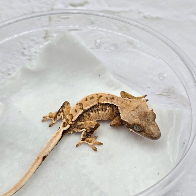 트라이 드리피 화이트스팟