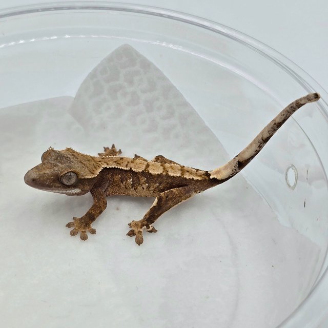 트라이 드리피 화이트스팟