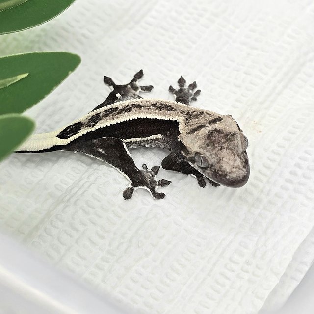 Axanthic Quad Super Stripe