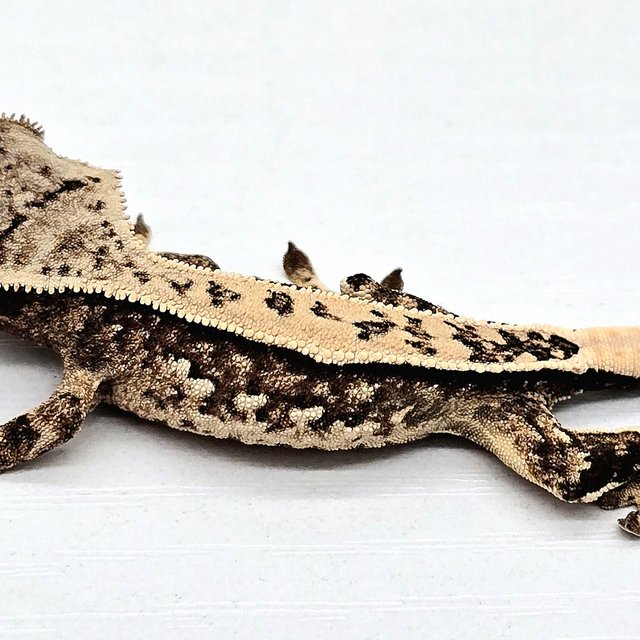 트라이 쿼드 풀핀 화이트스팟 할리퀸