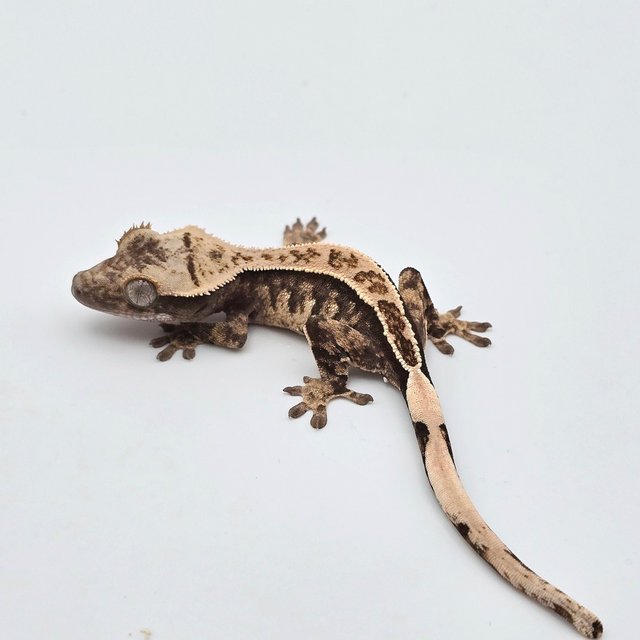 트라이 풀핀 할리퀸