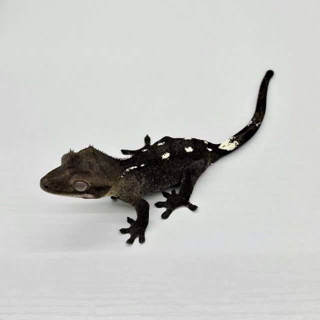 Axanthic