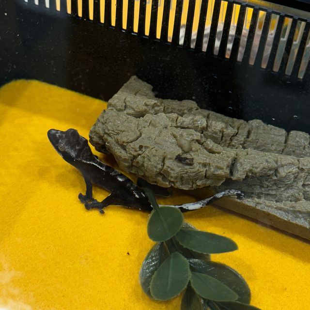 아잔틱