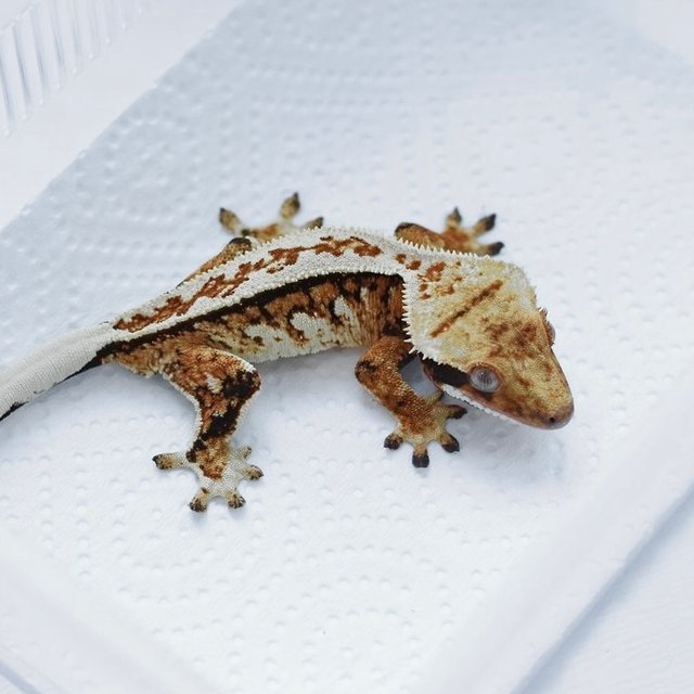 트라이 풀핀 텐저린