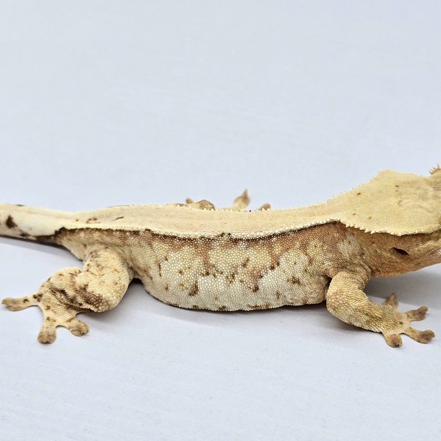 트라이 솔리드백 노멀 드리피