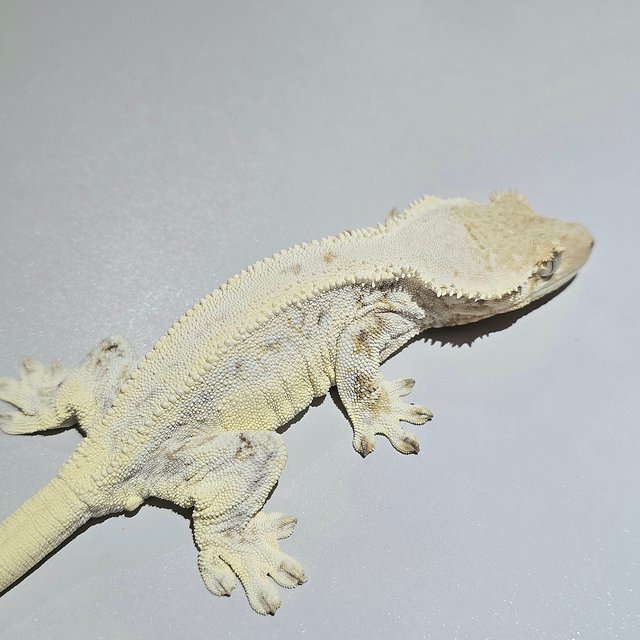 Lilly White Cream Tri