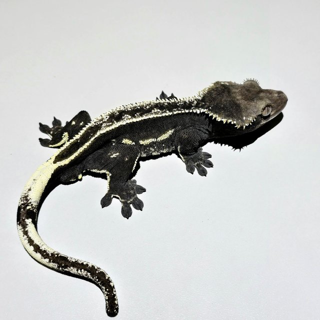 Axanthic