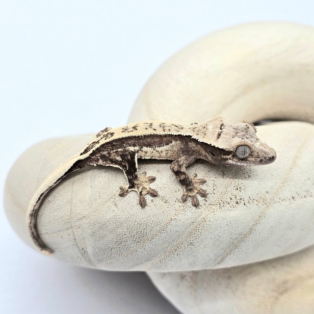 트라이 드리피 쿼드 풀핀 화이트스팟