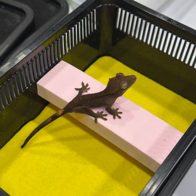 챠콜