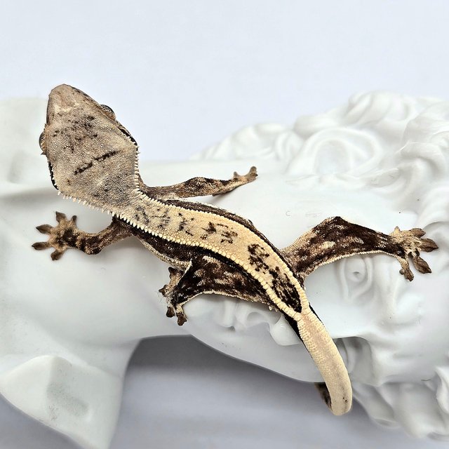 트라이 드리피 쿼드 풀핀 화이트스팟