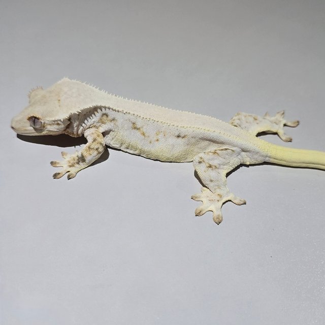 Lilly White Solid Back Tri Cream
