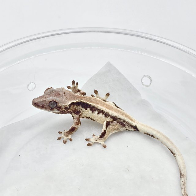 릴리 세이블 솔리드백