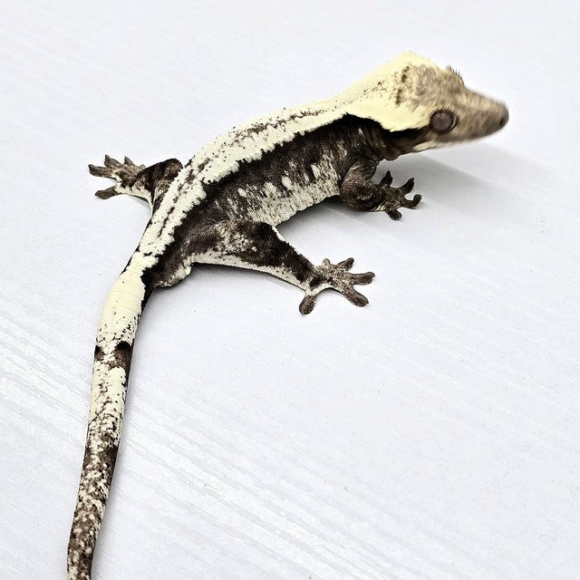 Solid Back Drippy Axanthic White Crown White Spot