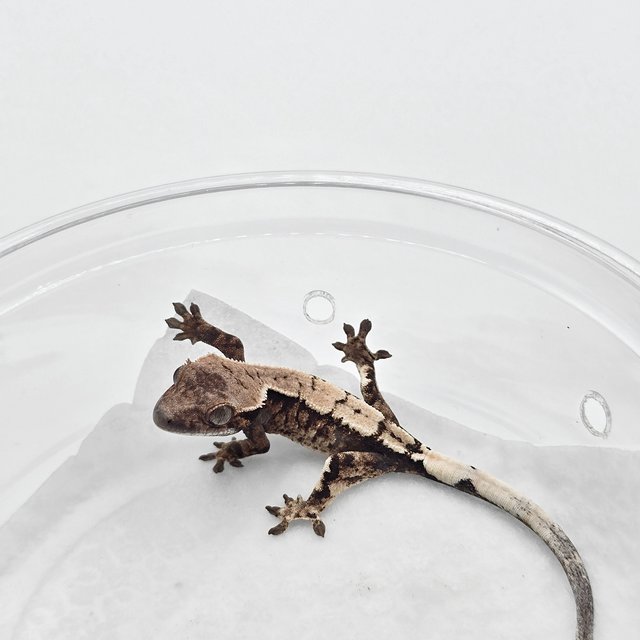 세이블 드리피 화이트스팟 다크