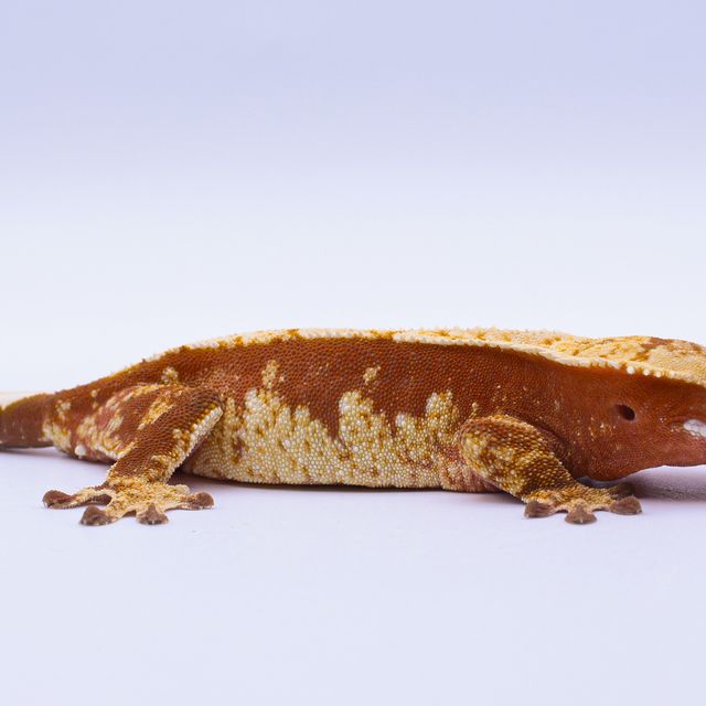 100%헷아잔틱 레드