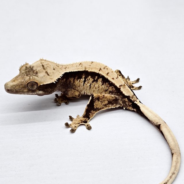 트라이 드리피 화이트스팟