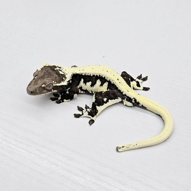 Lilly Axanthic