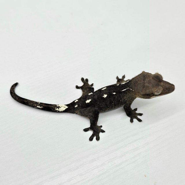 Axanthic