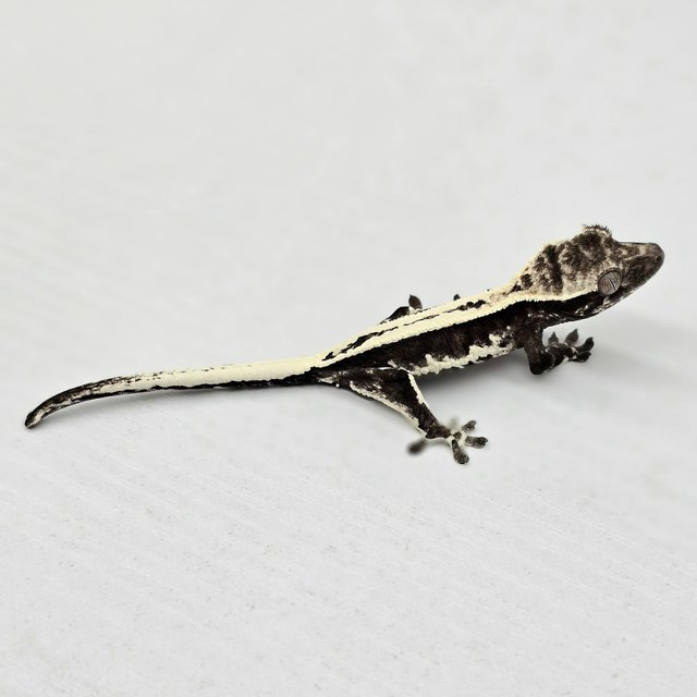 프라푸치노 아잔틱