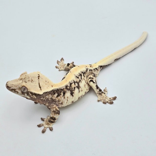 릴리100%헷아잔틱