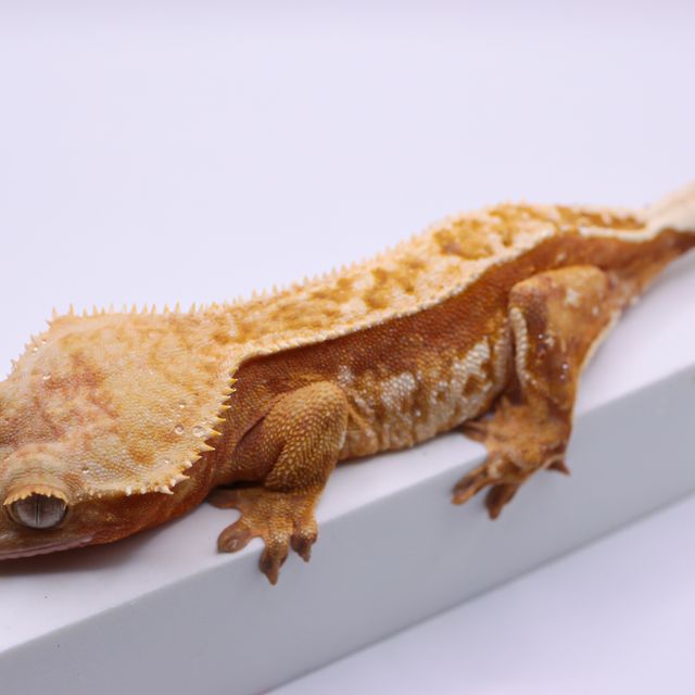 레드 텐저린 트라이 핀스트라이프