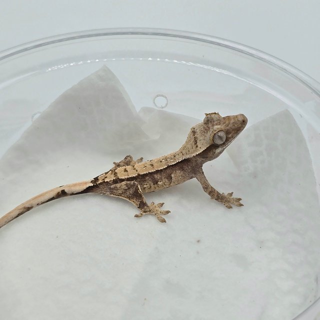 드리피 화이트스팟