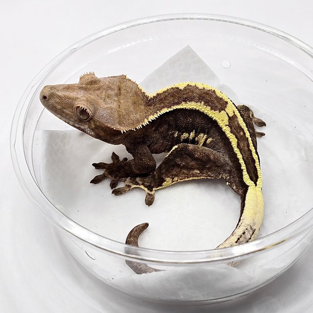 카푸치노 풀핀 다크