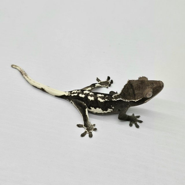 Lilly Axanthic
