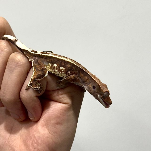 카푸치노 트라이 핀스트라이프