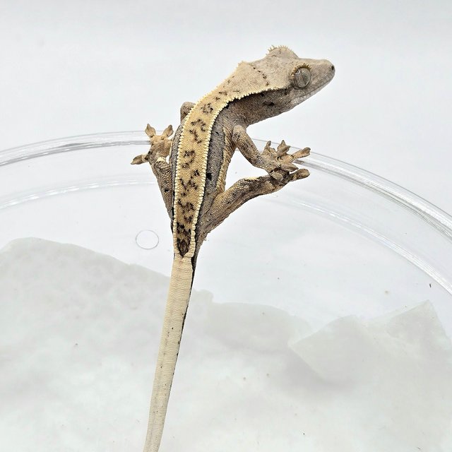 노멀 풀핀 쿼드