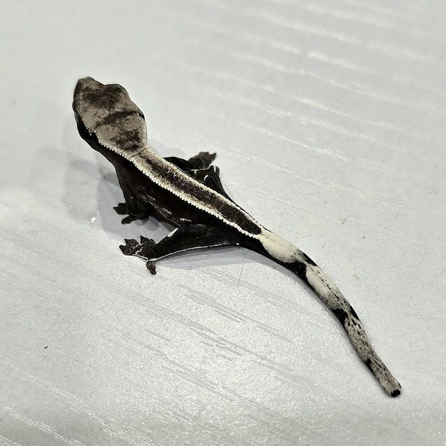 아잔틱 슈퍼스트라이프