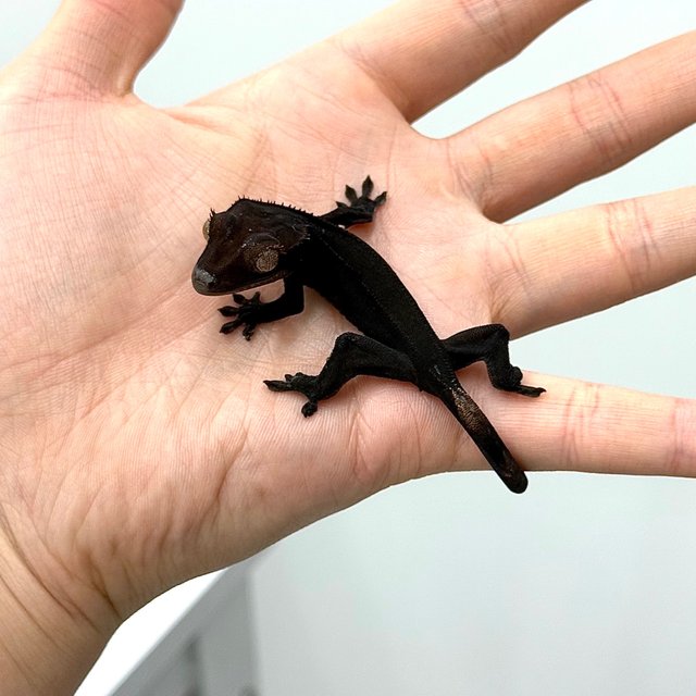 Charcoal Black