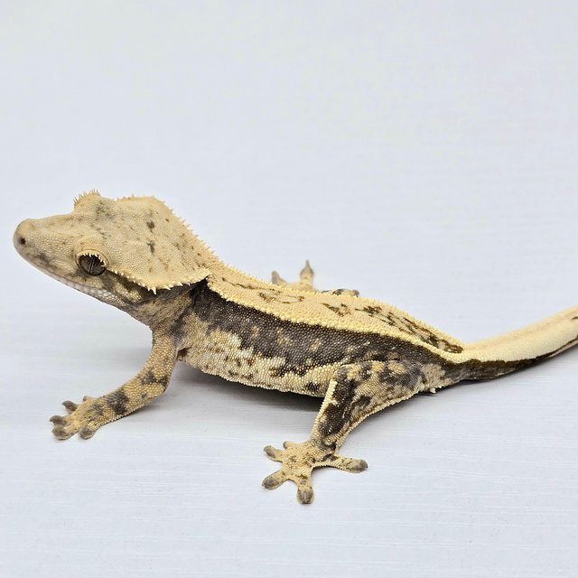 100% Het Axanthic Super Stripe