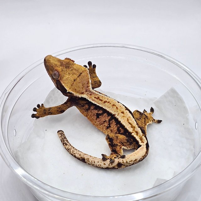 텐저린 트라이 화이트핀 풀핀