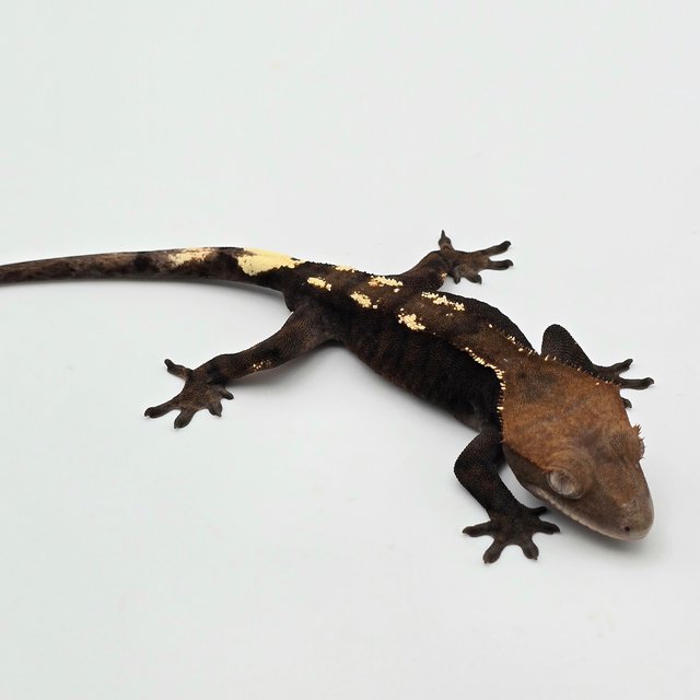 세이블 100%헷아잔틱