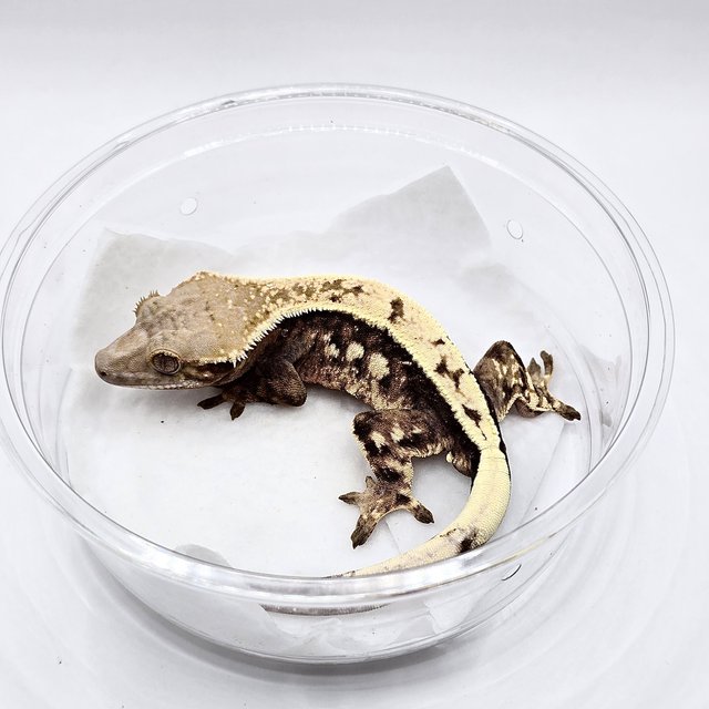 풀핀 화이트스팟 다크 노멀