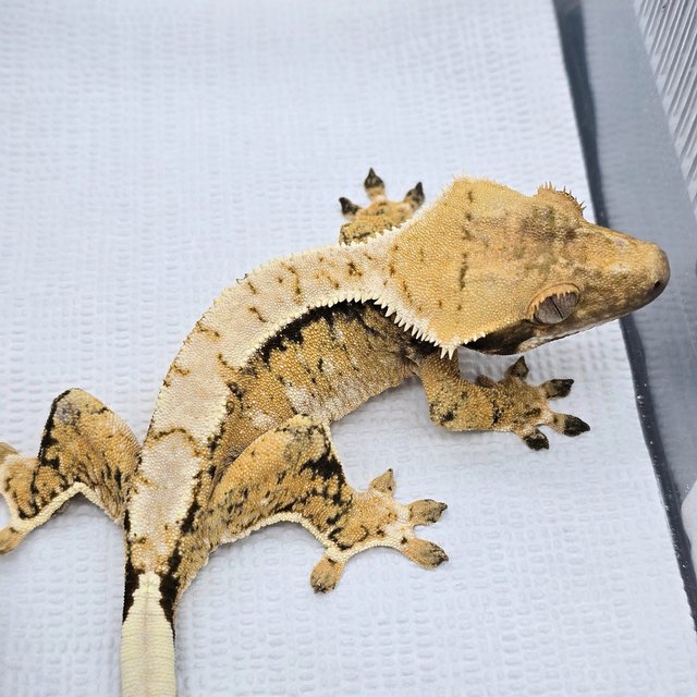 Tri
