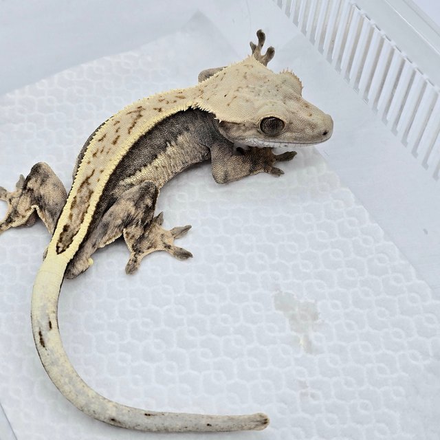 100% Het Axanthic Super Stripe Full Pinstripe Quad