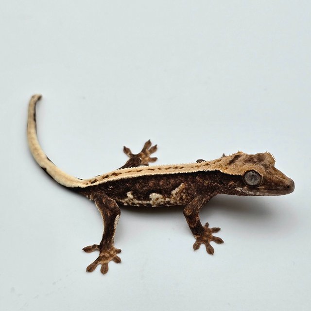 릴리100%헷아잔틱