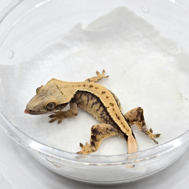 노멀 트라이 화이트스팟 풀핀