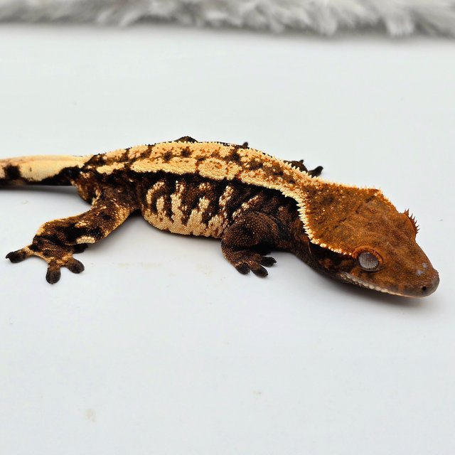 텐저린 트라이 세이블