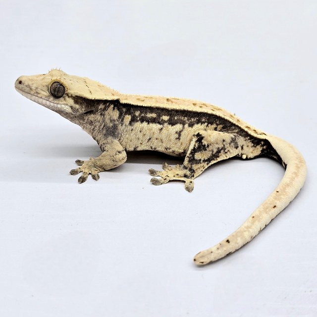 100% Het Axanthic