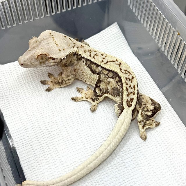 Tri Quad Full Pinstripe White