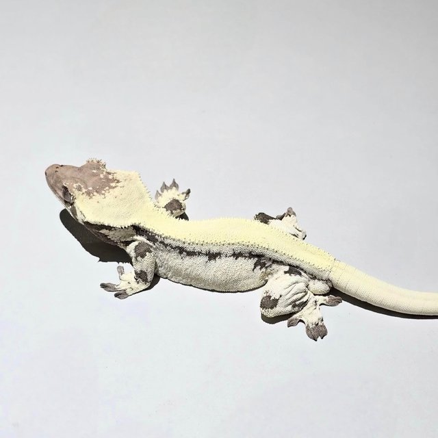 Lilly 100% Het Axanthic Sable
