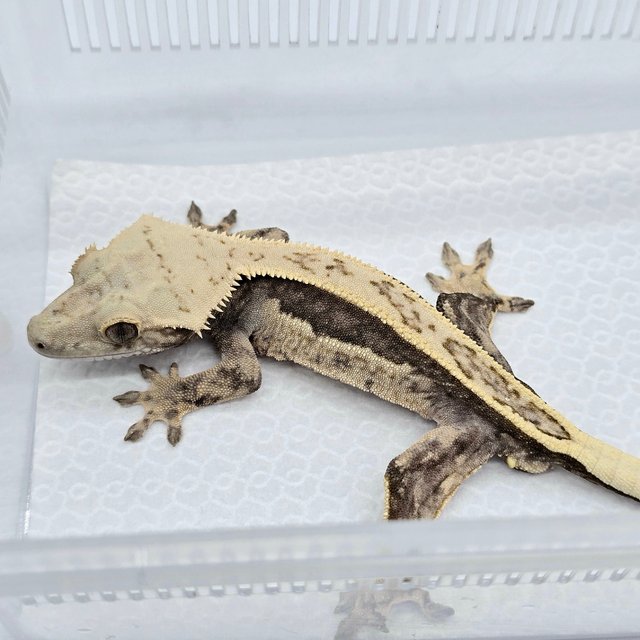 Lilly 100% Het Axanthic Super Stripe Full Pinstripe Quad
