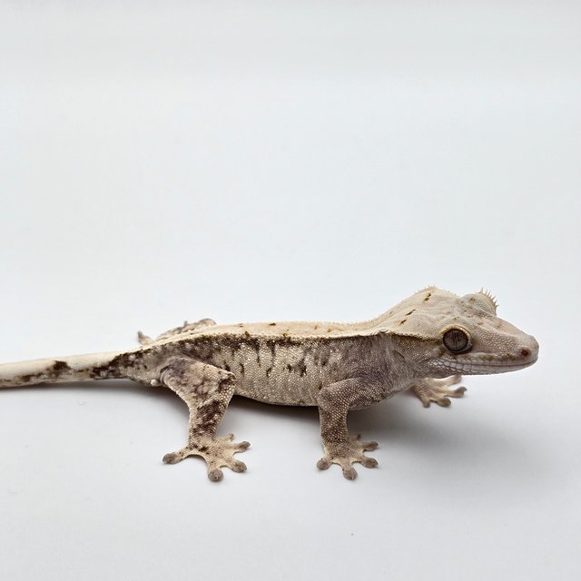 드리피 화이트스팟