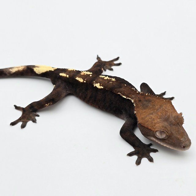 세이블 100%헷아잔틱