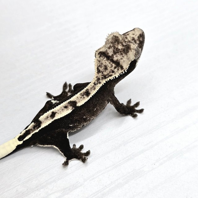 아잔틱 핀스트라이프 화이트크라운